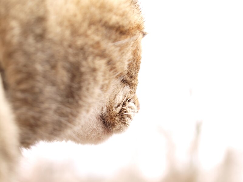 close-up of a cat's face