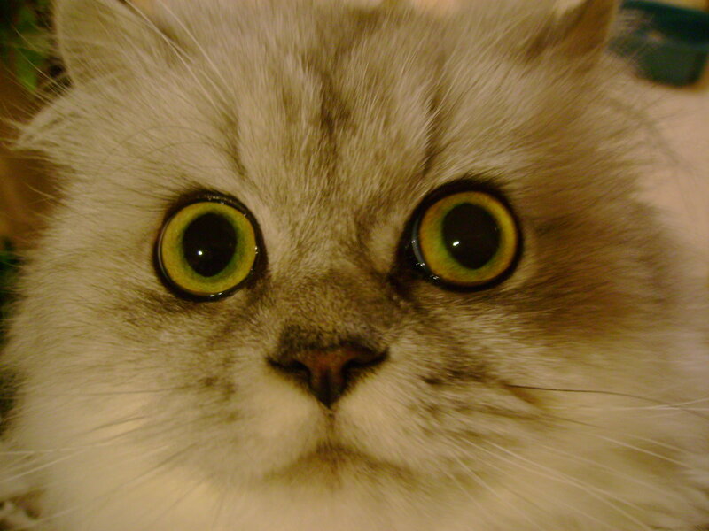 close-up of a cat's face