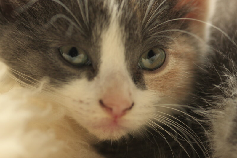 close-up of a cat's face