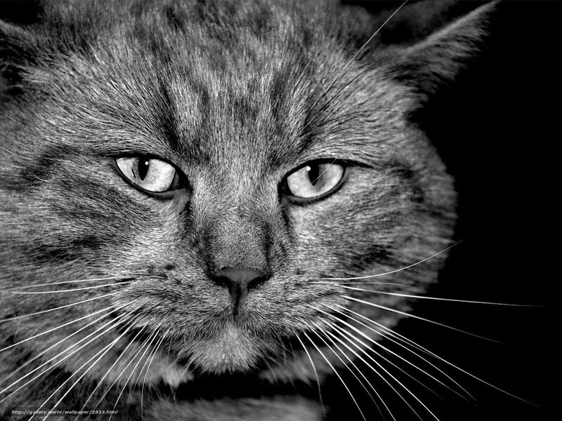 Close-up of a Cat's Face — Black
