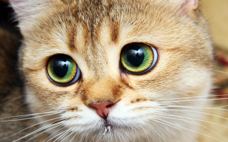 Close-up of a Cat's Face — Brown