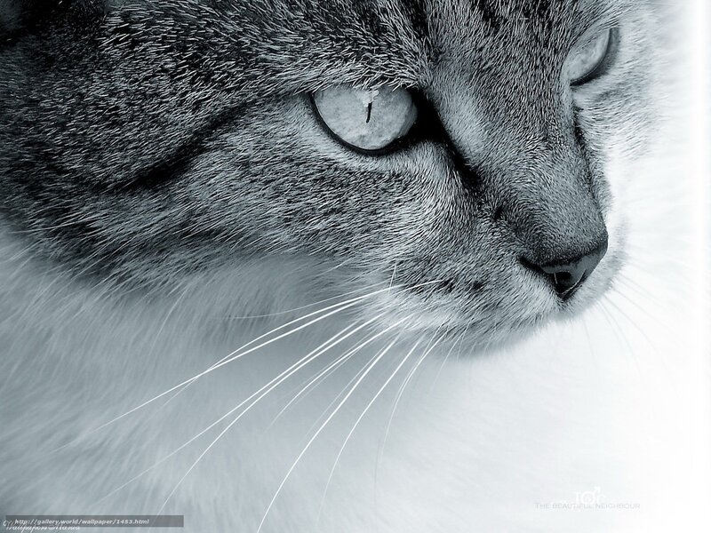 Close-up of a cat's face