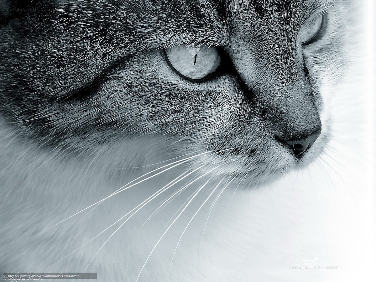 Close-up of a cat's face