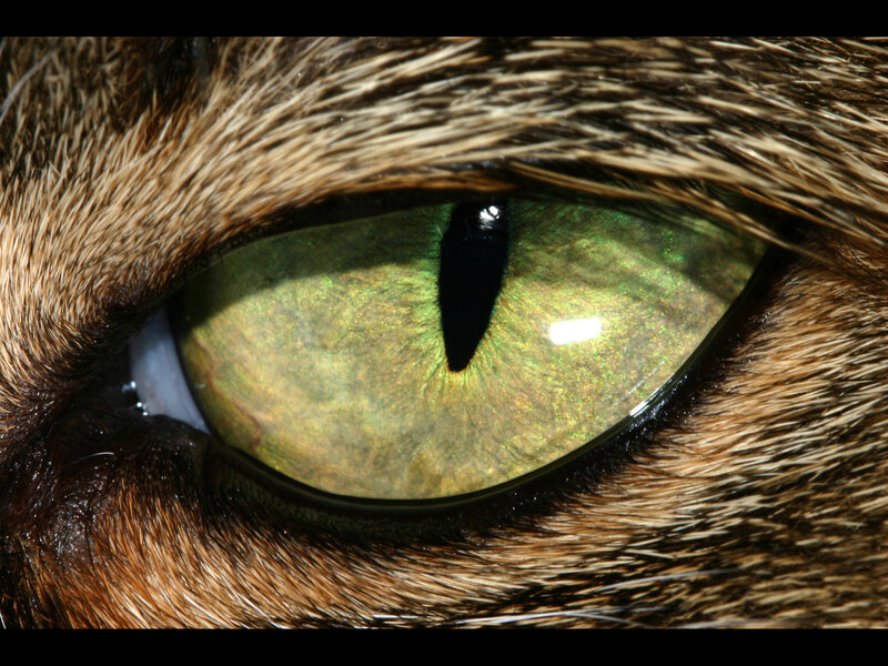 close-up of a cat's green eye
