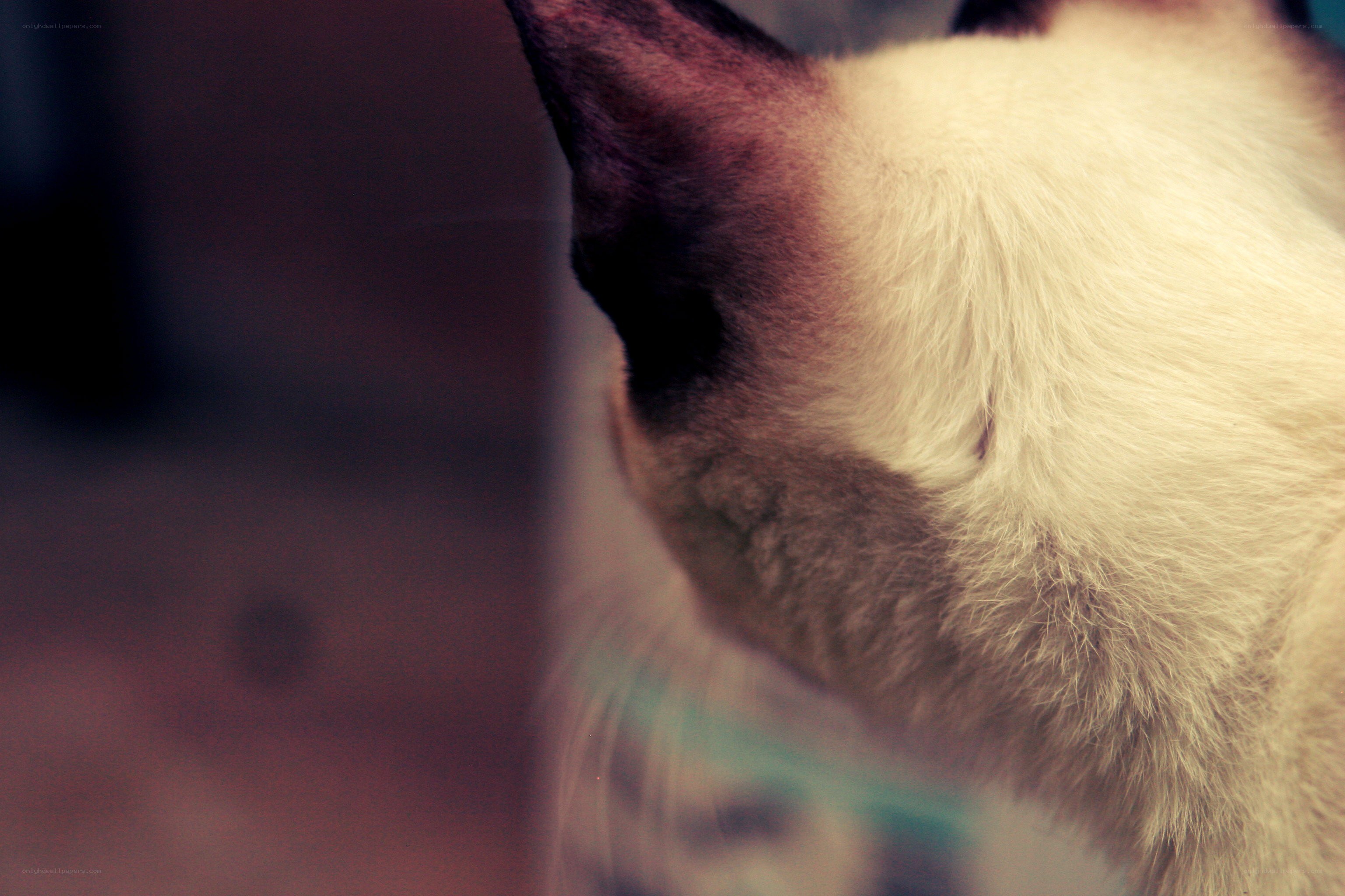 close-up of a cat's head