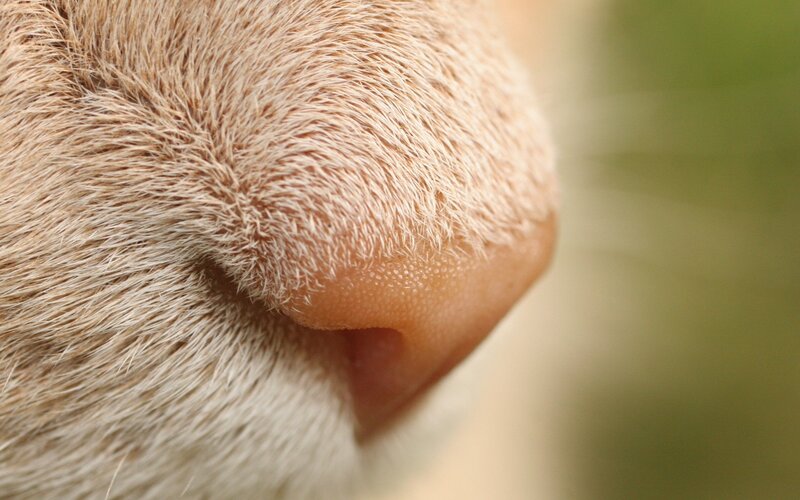 close-up of a cat's nose