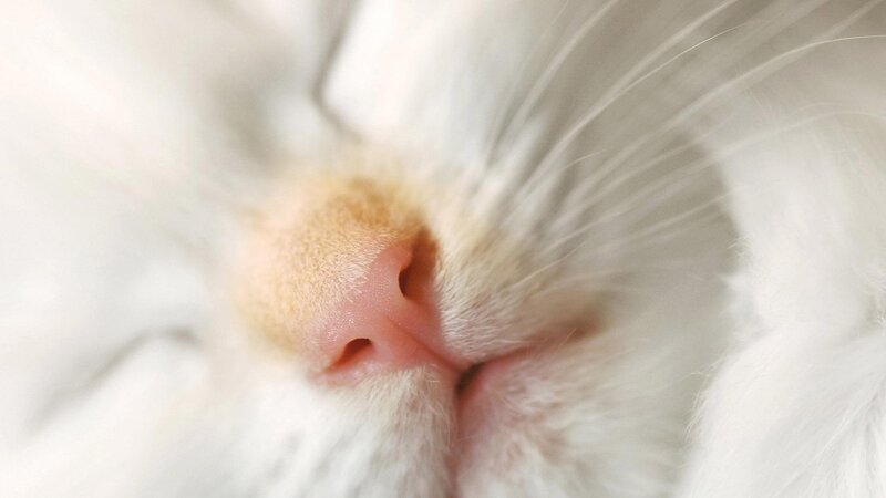 close-up of a cat's nose