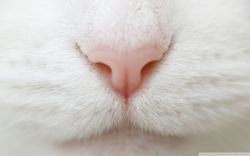 close-up of a cat's nose