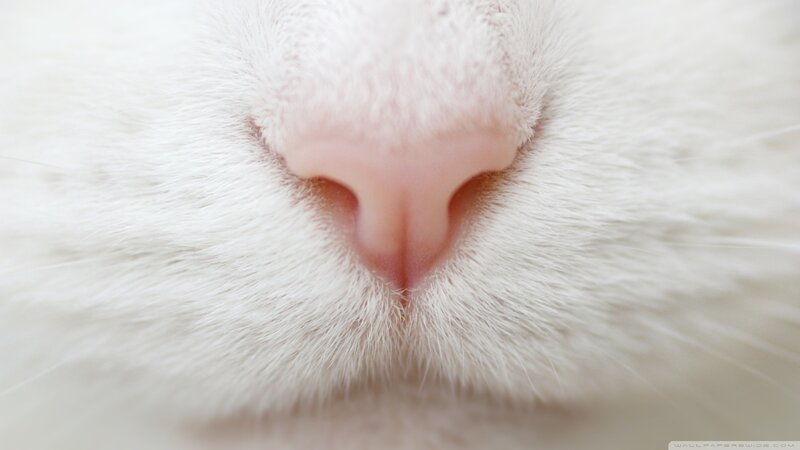 close-up of a cat's nose