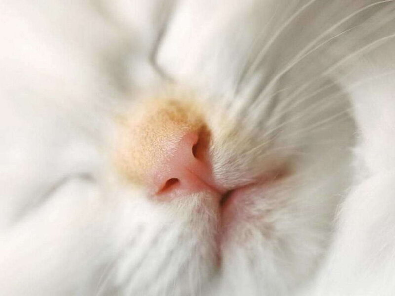 close-up of a cat's nose