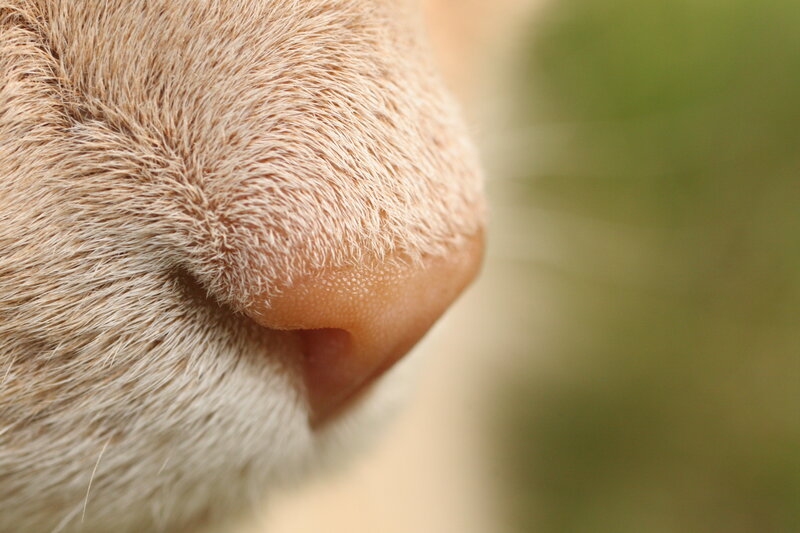 close-up of a cat's nose