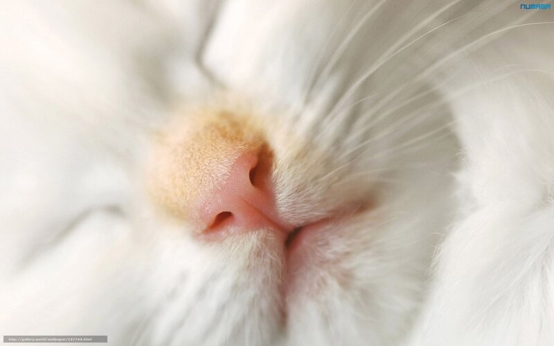 close-up of a cat's nose