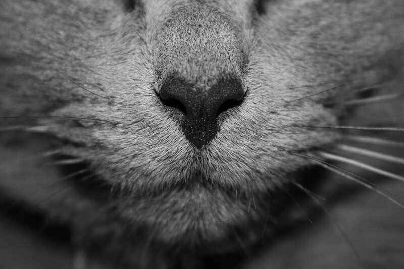 close-up of a cat's nose