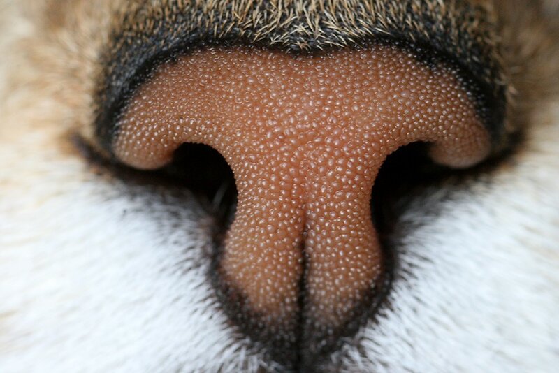 close-up of a cat's nose