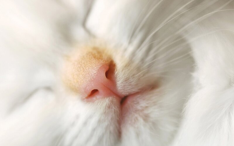 close-up of a cat's nose