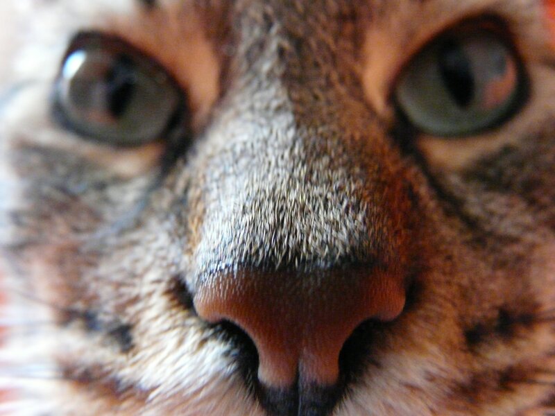 close-up of a cat's nose