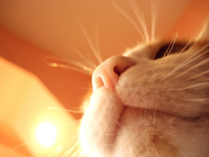 close-up of a cat's nose