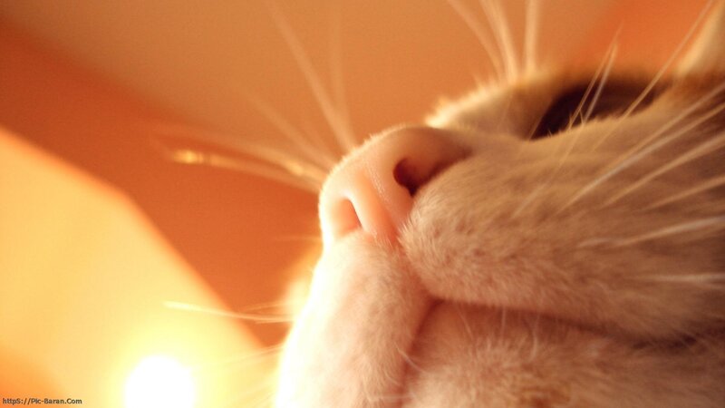 close-up of a cat's nose