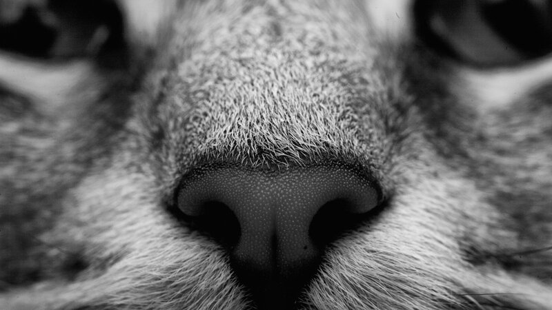 close-up of a cat's nose
