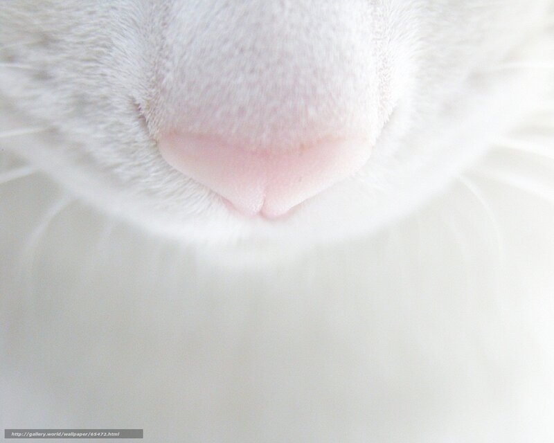 close-up of a cat's nose
