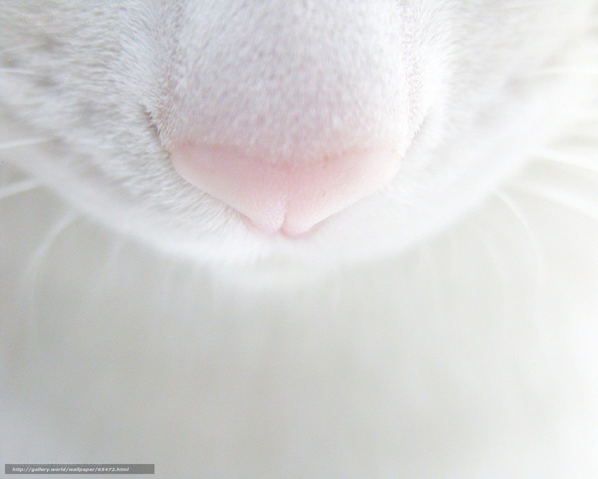 close-up of a cat's nose