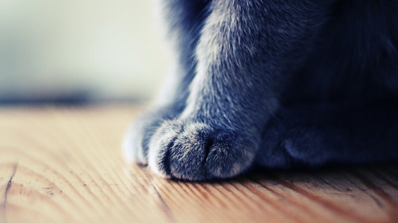 close-up of a cat's paw