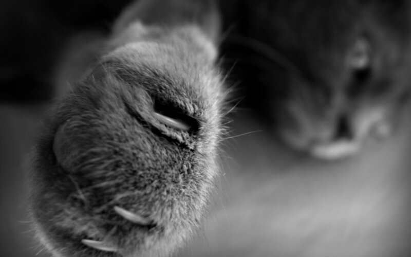 close-up of a cat's paw