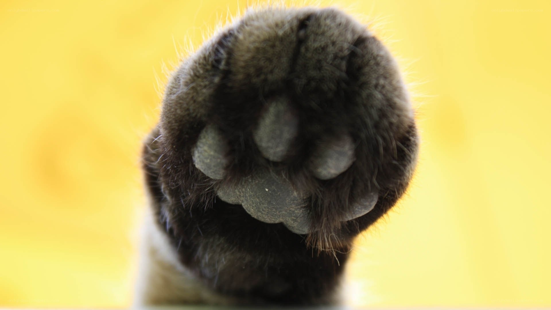 close-up of a cat's paw