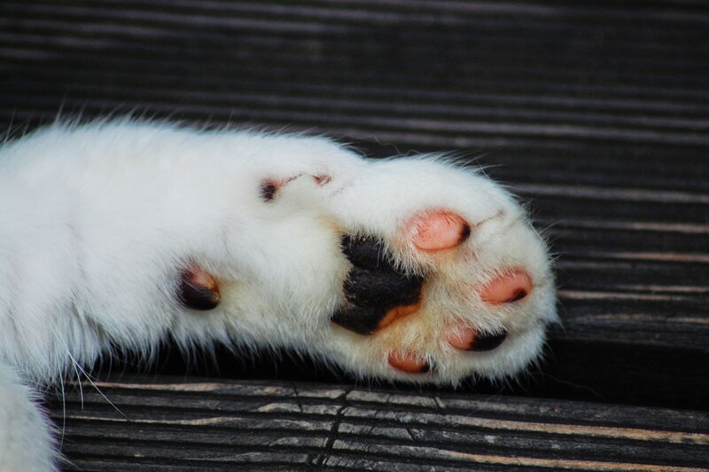 close-up of a cat's paw