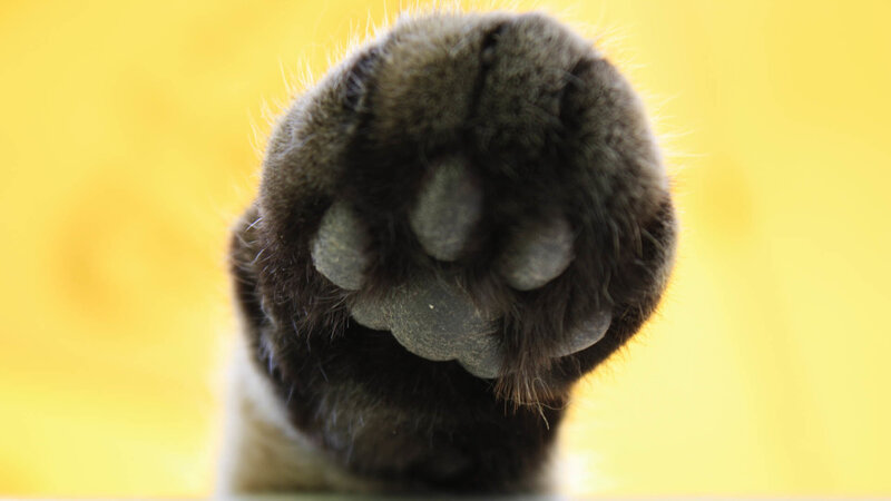 close-up of a cat's paw