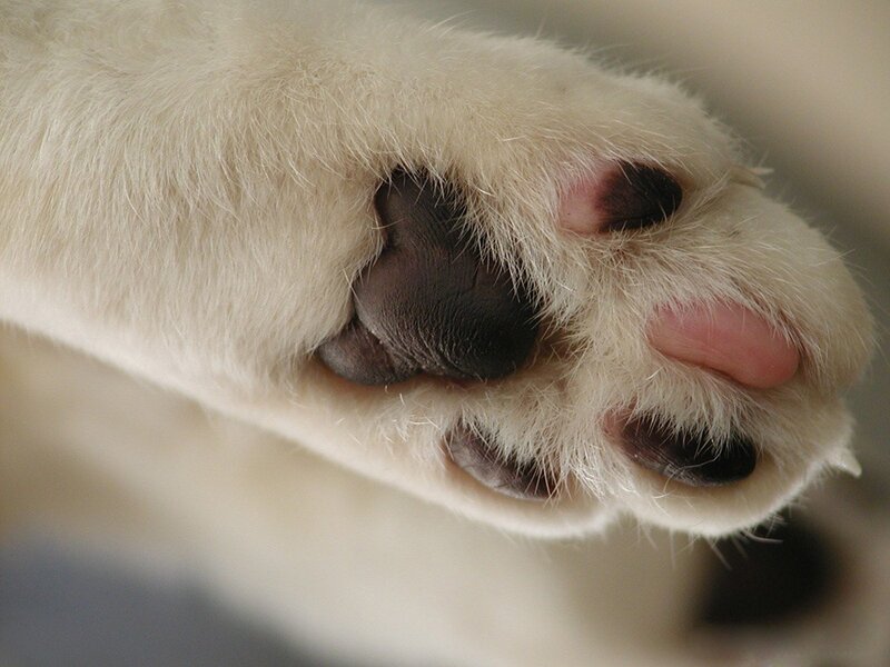 close-up of a cat's paw