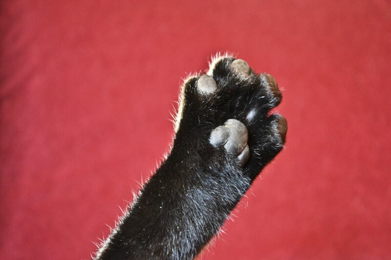 close-up of a cat's paw