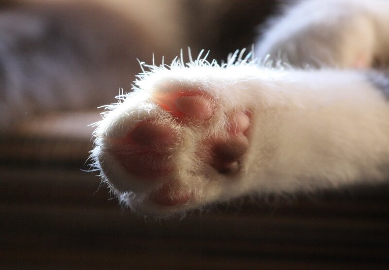 close-up of a cat's paw