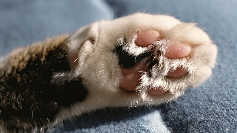 close-up of a cat's paw