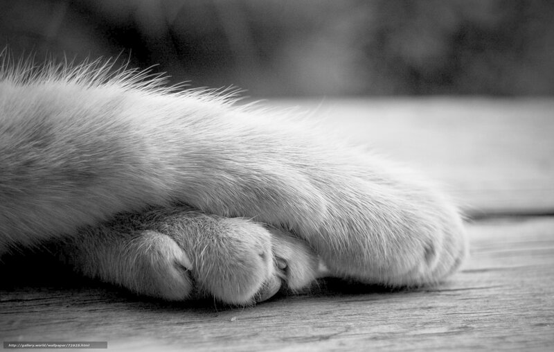 close-up of a cat's paw