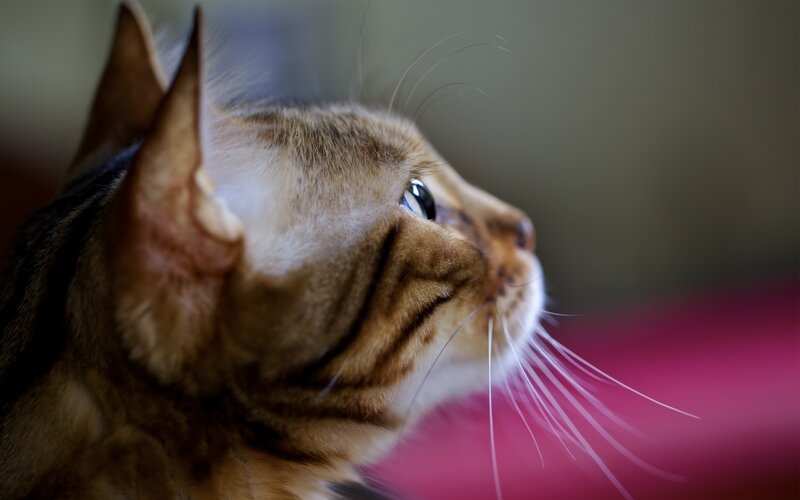 close-up of a cat's profile