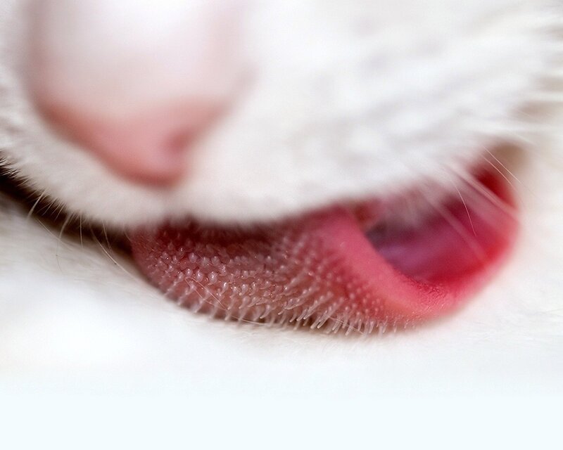 close-up of a cat's tongue