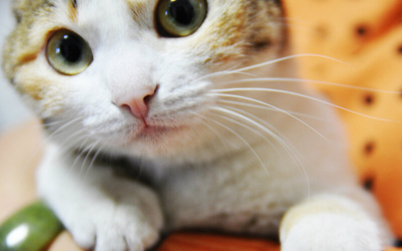 Close-up of a Cat — White