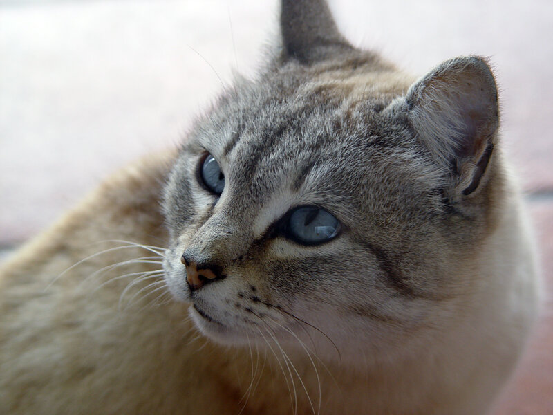 close-up of a cat with blue eyes
