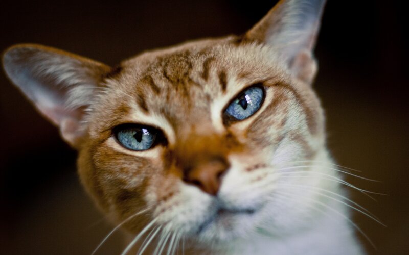 close-up of a cat with blue eyes