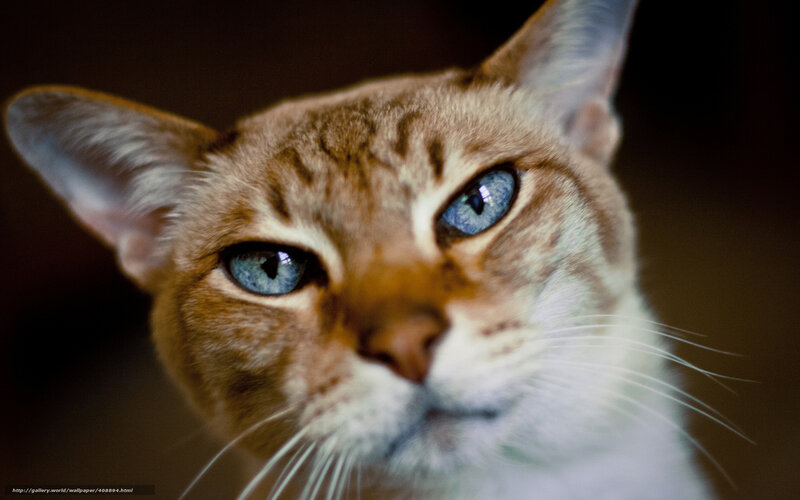 Close-up of a cat with blue eyes