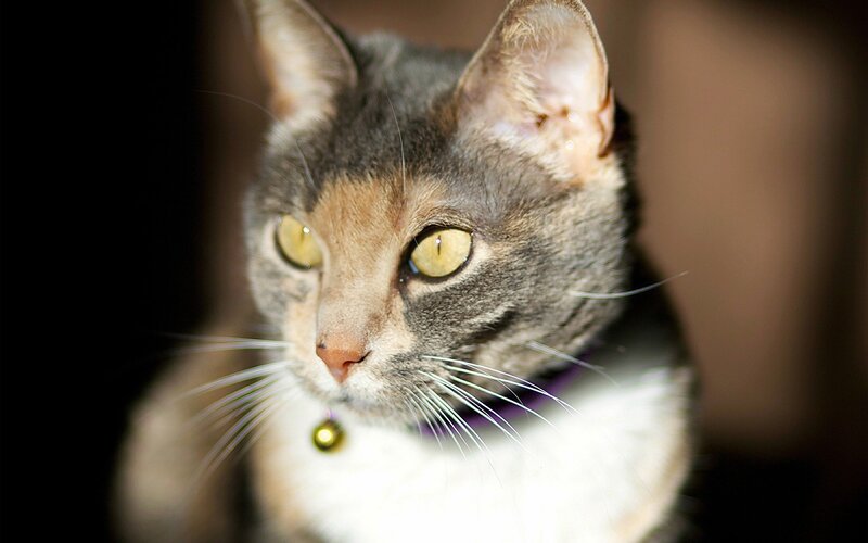close-up of a cat with yellow eyes