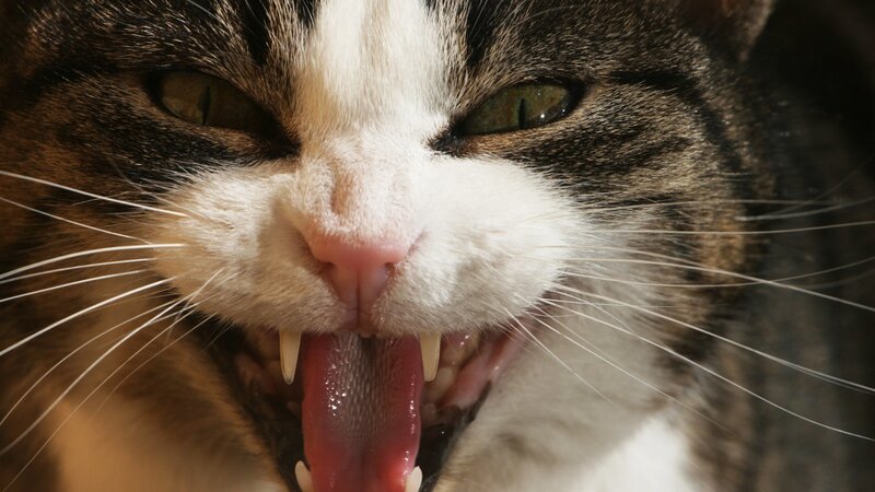 close-up of a cat yawning