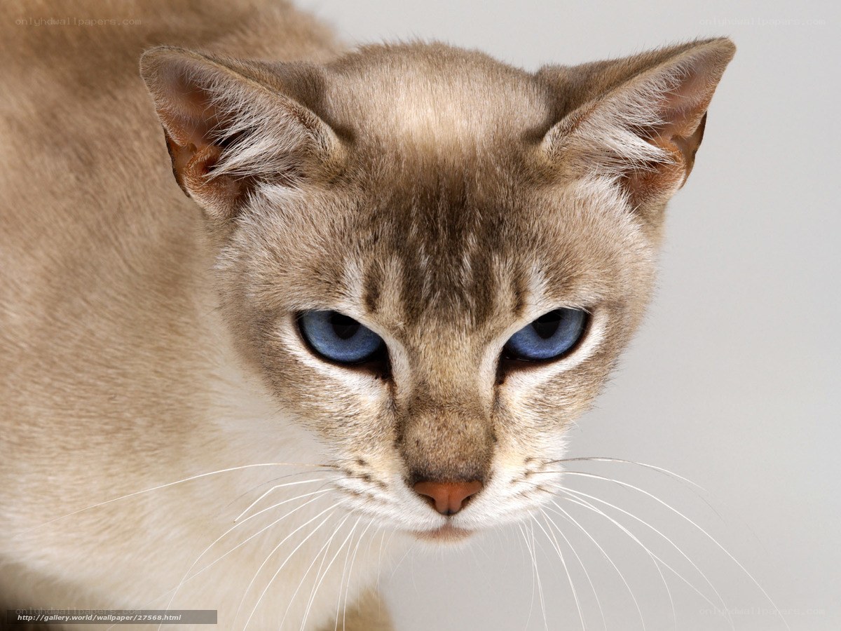 close-up of a cat