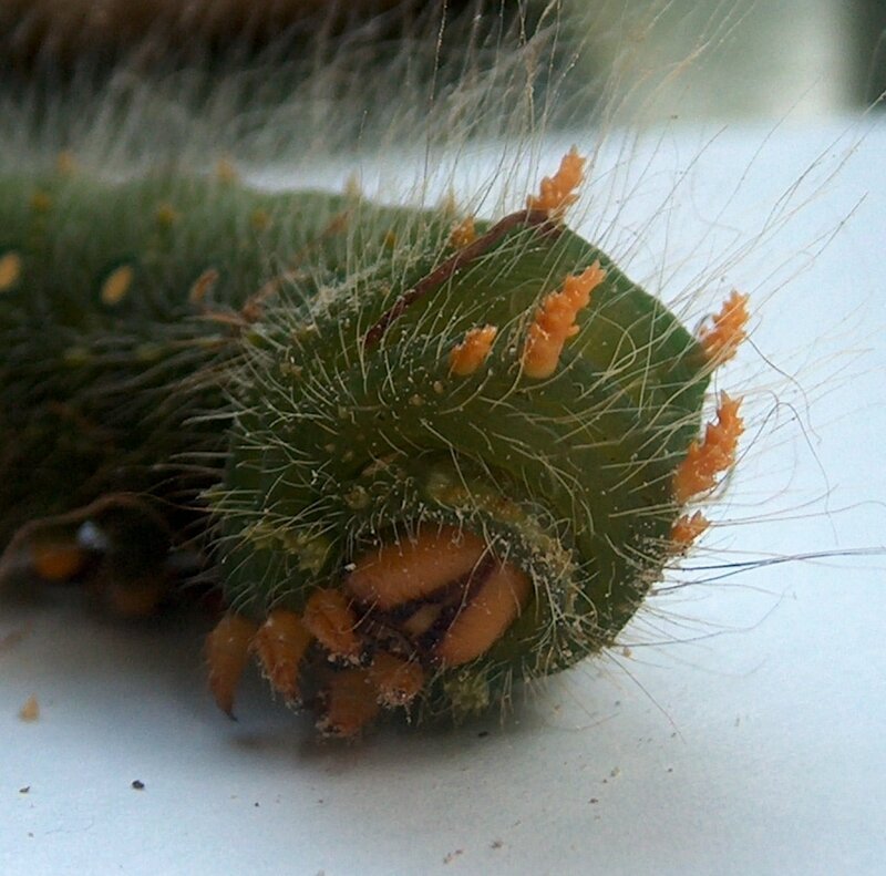 close-up of a caterpillar