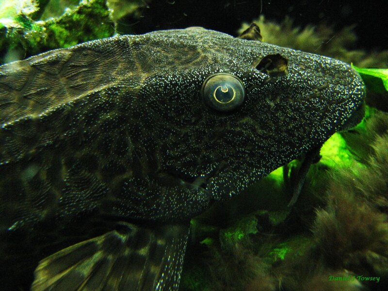 close-up of a catfish