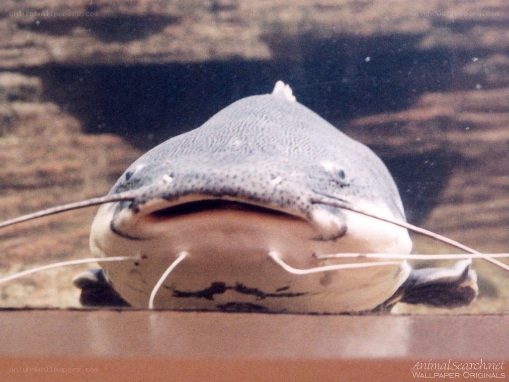 close-up of a catfish