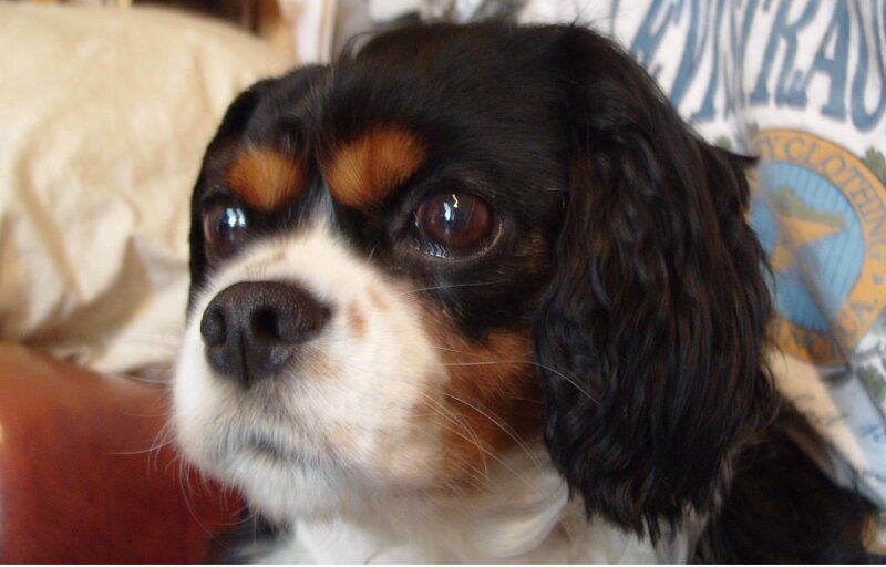 close-up of a cavalier king charles spaniel