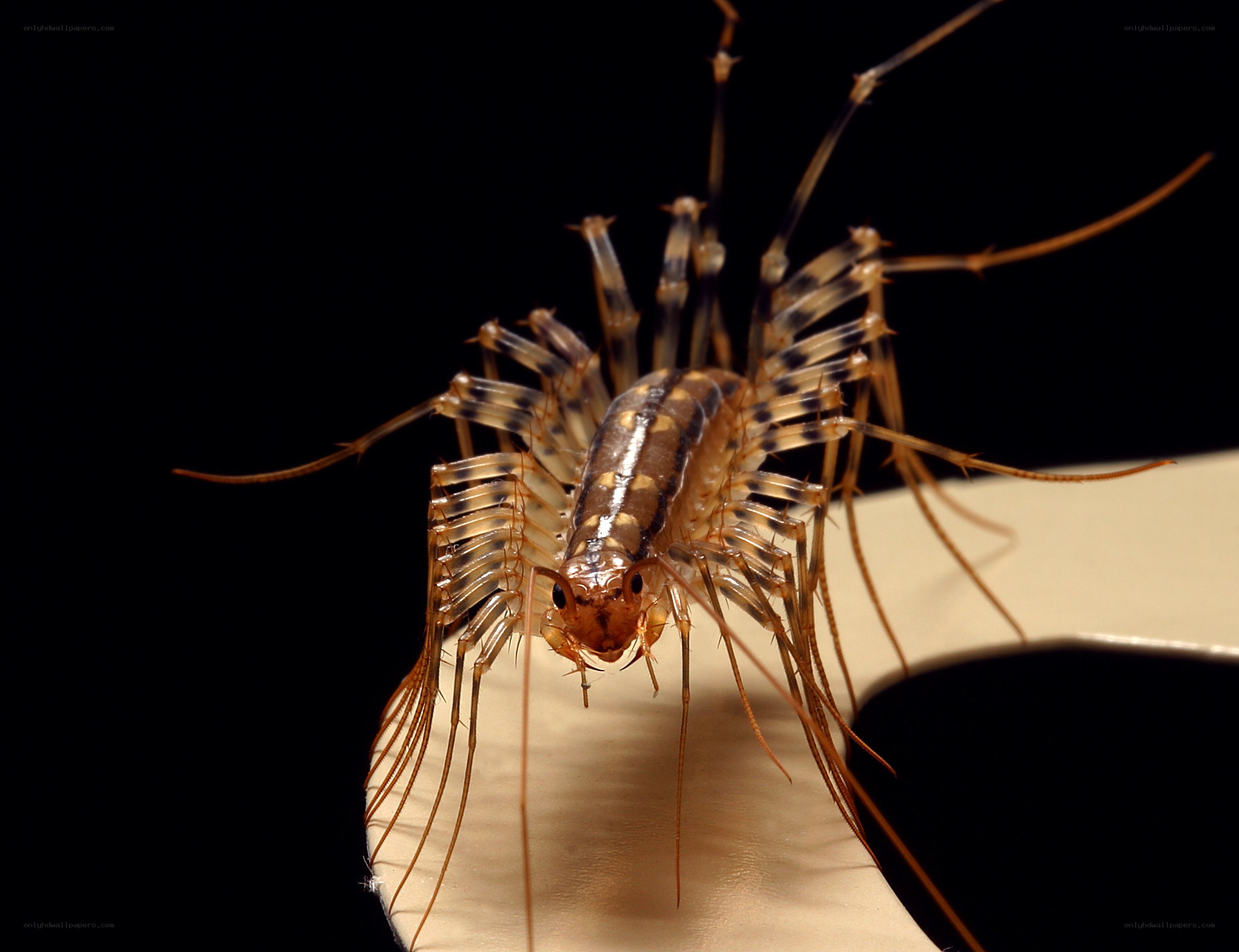 close-up of a centipede