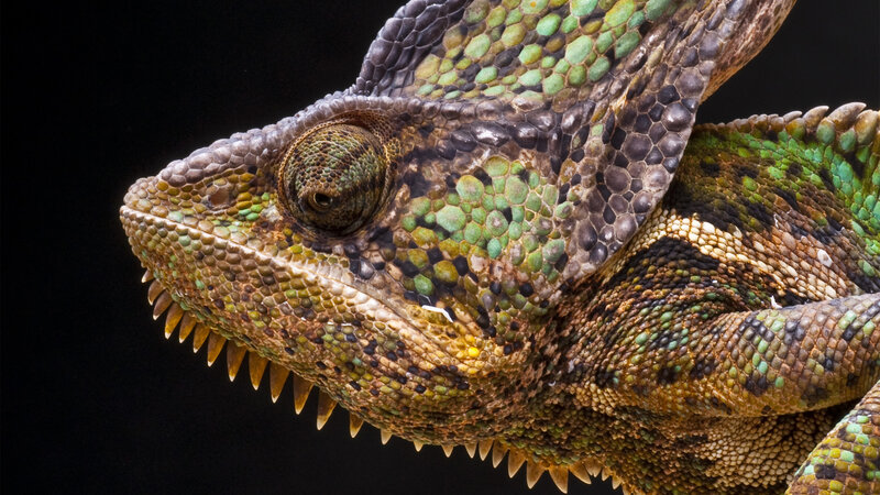 Close-up of a chameleon